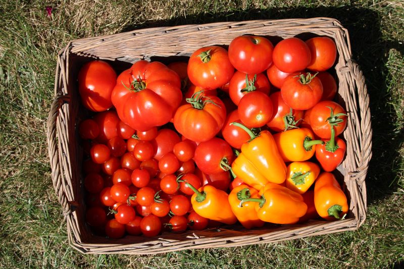 Get Tomatoes And Peppers In The Ground For Fall Fruit Get Tomatoes And Peppers In The Ground For Fall Fruit