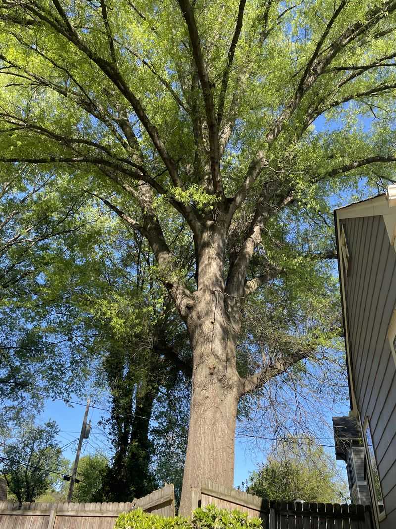 Get Tree Approvals Before Roots Create Future Conflicts
