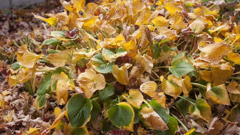 Getting Fall Cleanup And Winter Care Wrong
