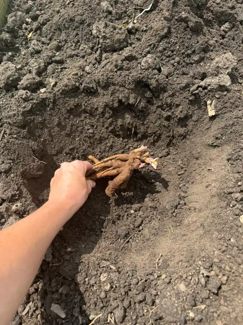 Getting Planting Depth Exactly Right Getting Planting Depth Exactly Right