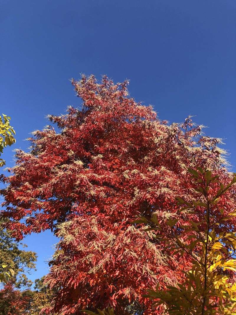 Getting The Soil Chemistry Right For Vivid Fall Color