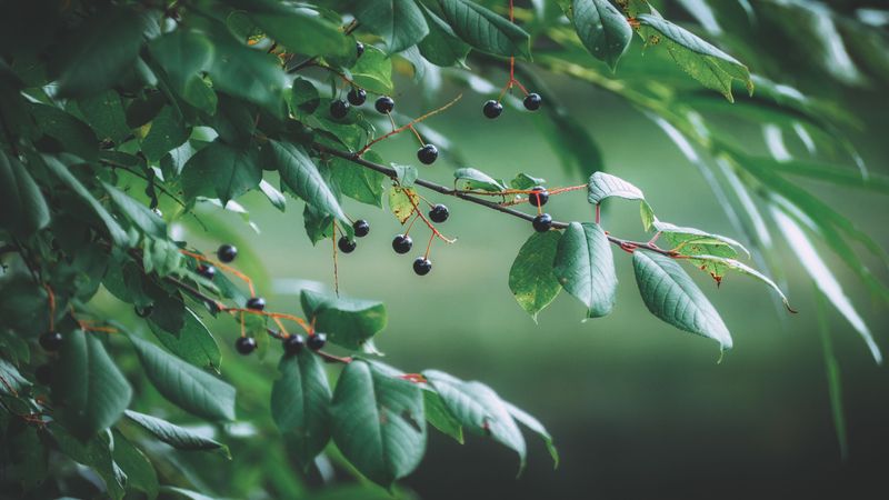 Getting To Know Colorado's Native Chokecherry Getting To Know Colorado's Native Chokecherry