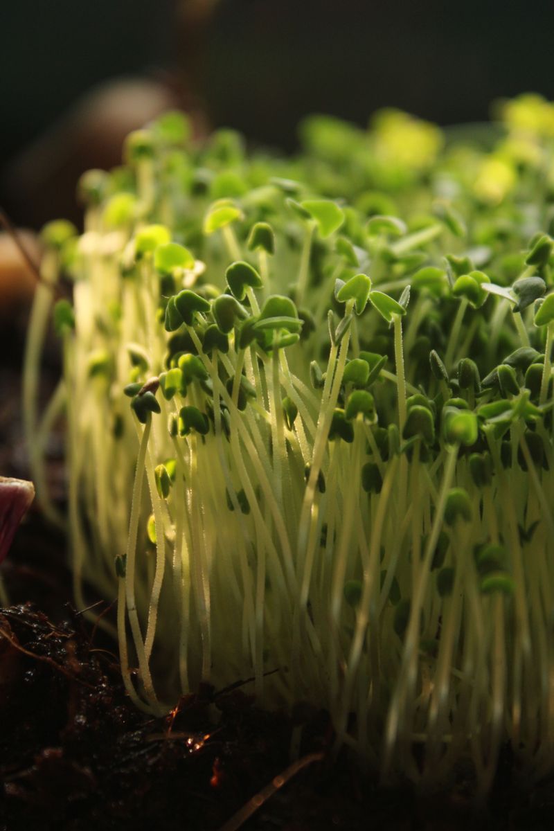 Getting Young Sprouts Out While They Are Small Getting Young Sprouts Out While They Are Small