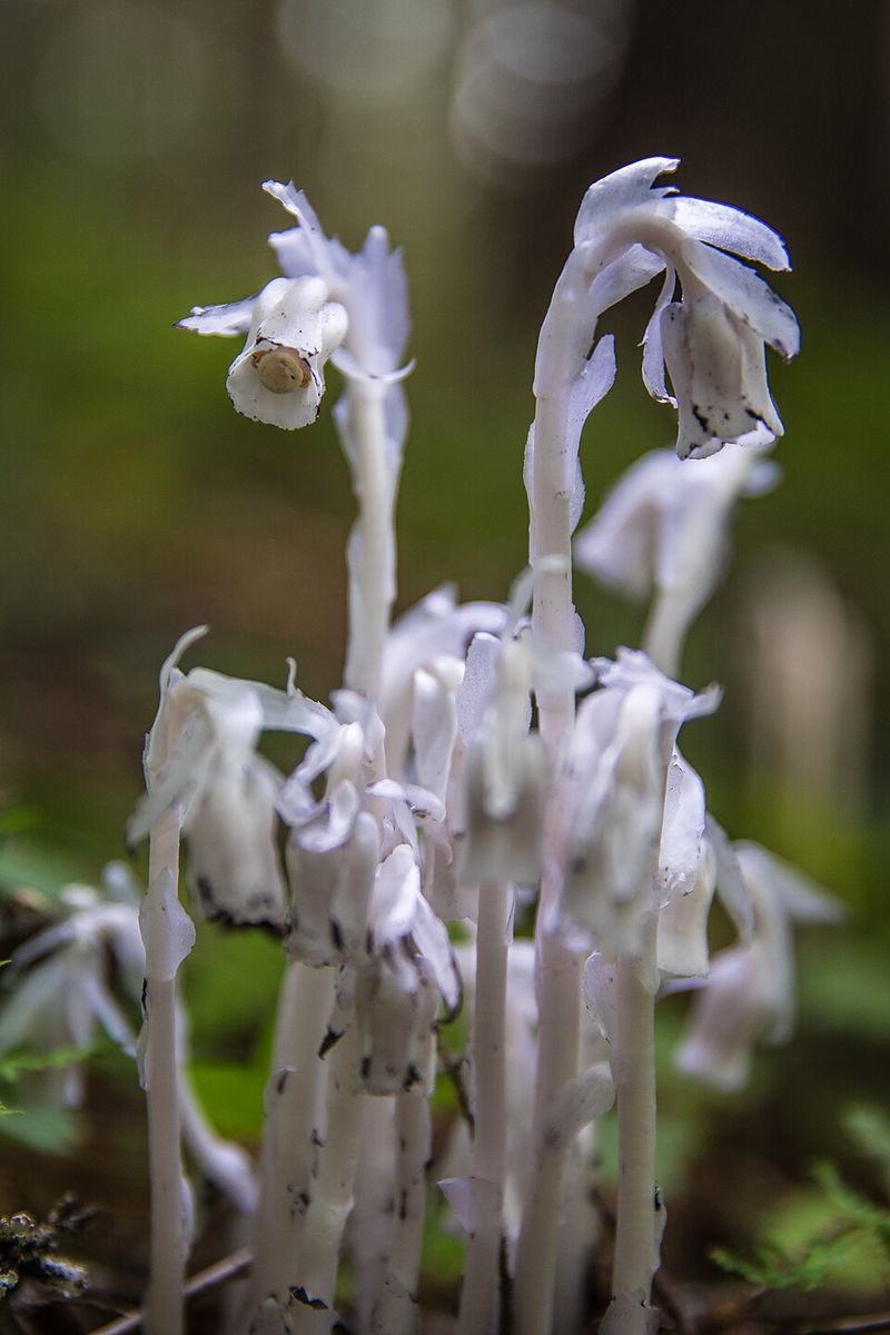 Ghost Pipe, The Plant That Quit Sunlight
