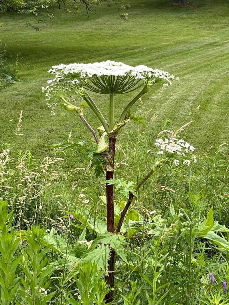Giant Hogweed