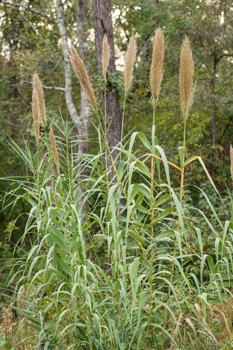 Giant Reed (Arundo) Giant Reed (Arundo)