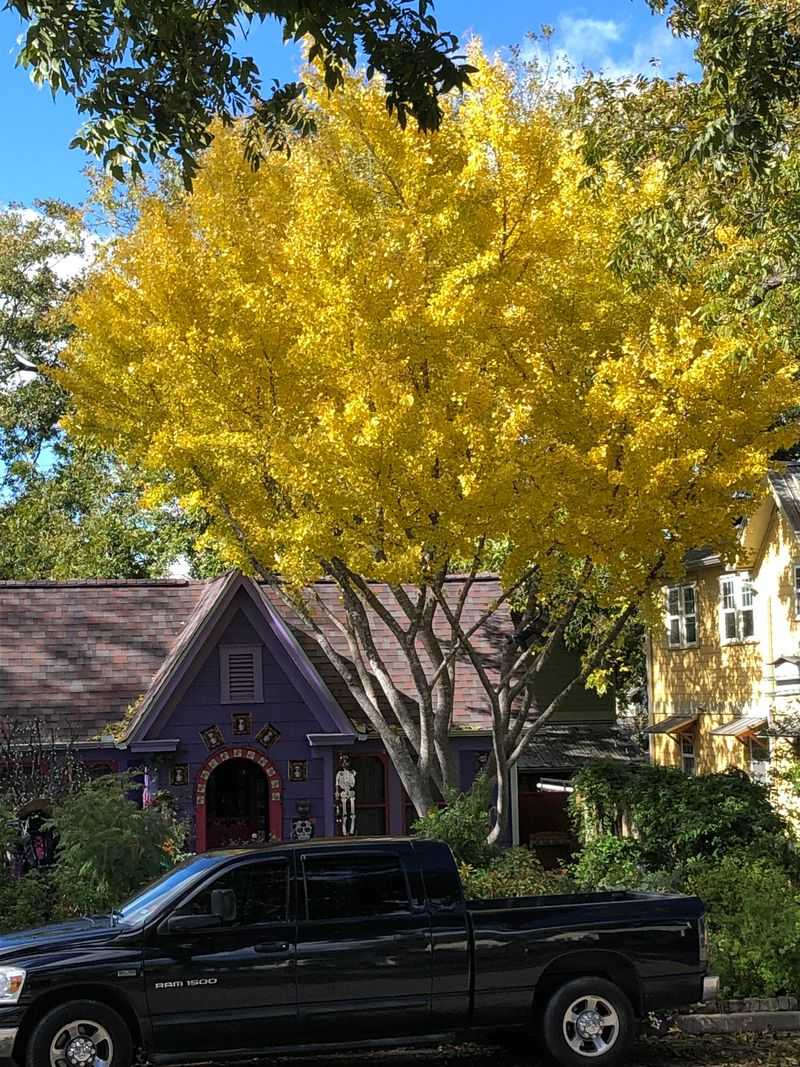 Ginkgo Ginkgo