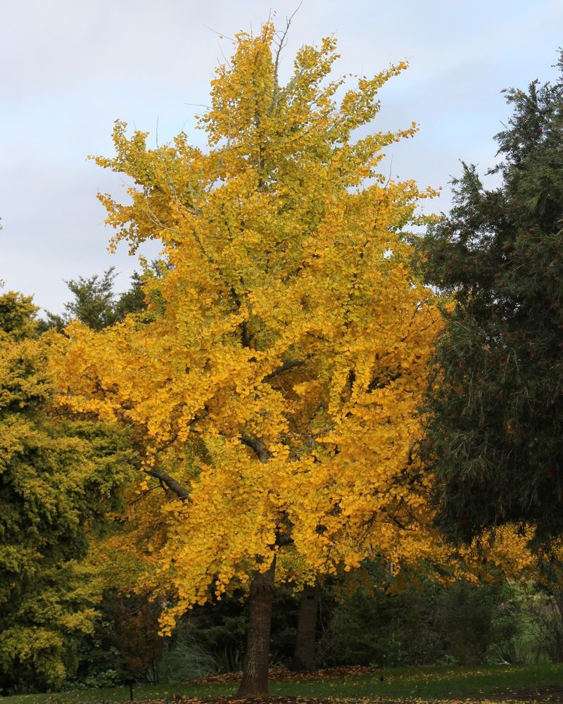 Ginkgo Ginkgo