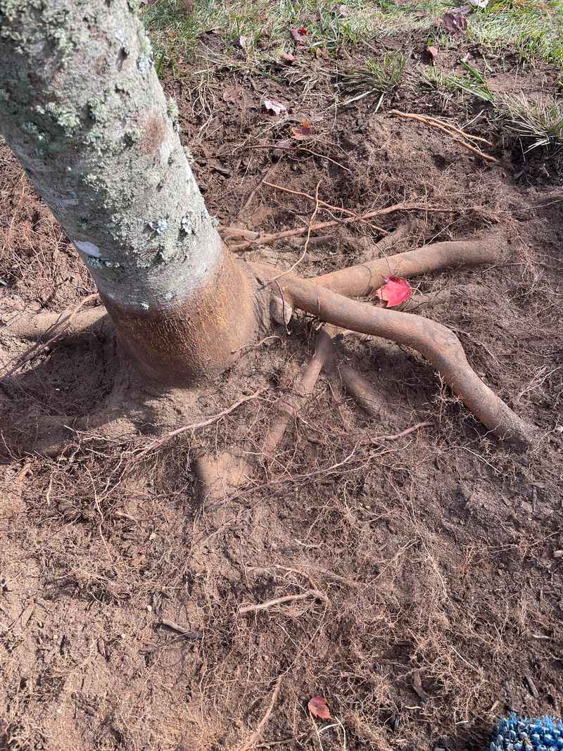 Girdling Roots Slowly Choke Growth Girdling Roots Slowly Choke Growth