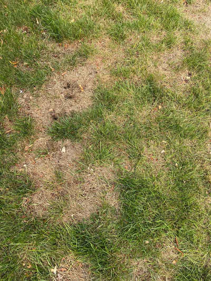 Give A Few Brown Patches The Tug Test