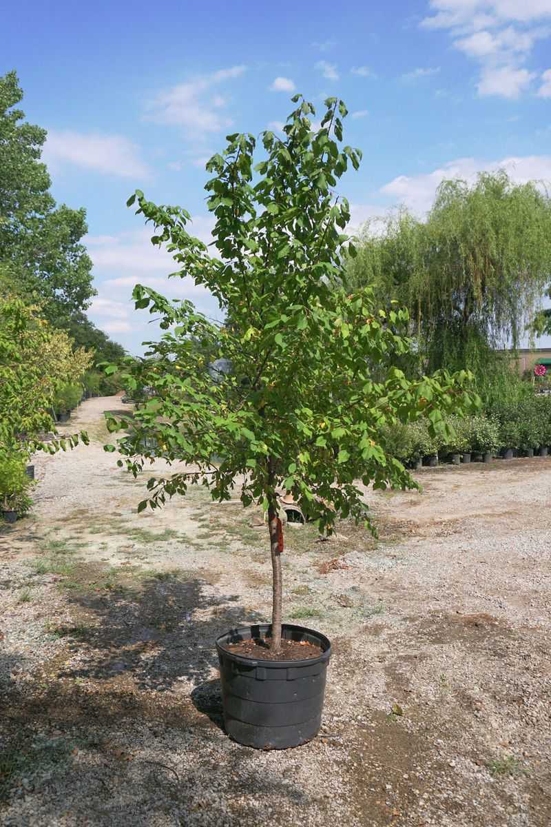 Give A New Mexican Plum Tree A Strong Start Give A New Mexican Plum Tree A Strong Start