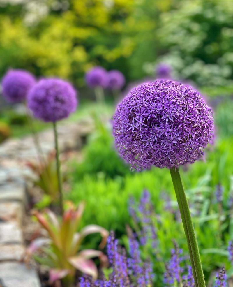 Give Alliums More Time Before Setting Them Into Garden Beds