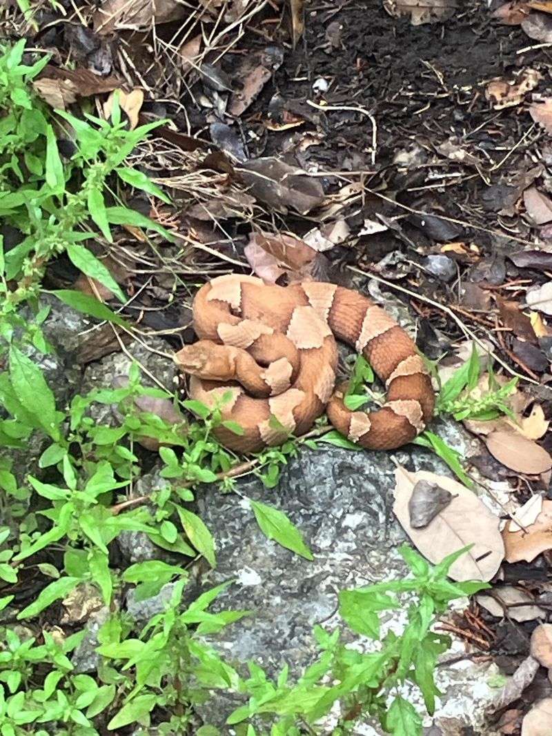 Give Any Suspected Copperhead Plenty Of Space Give Any Suspected Copperhead Plenty Of Space