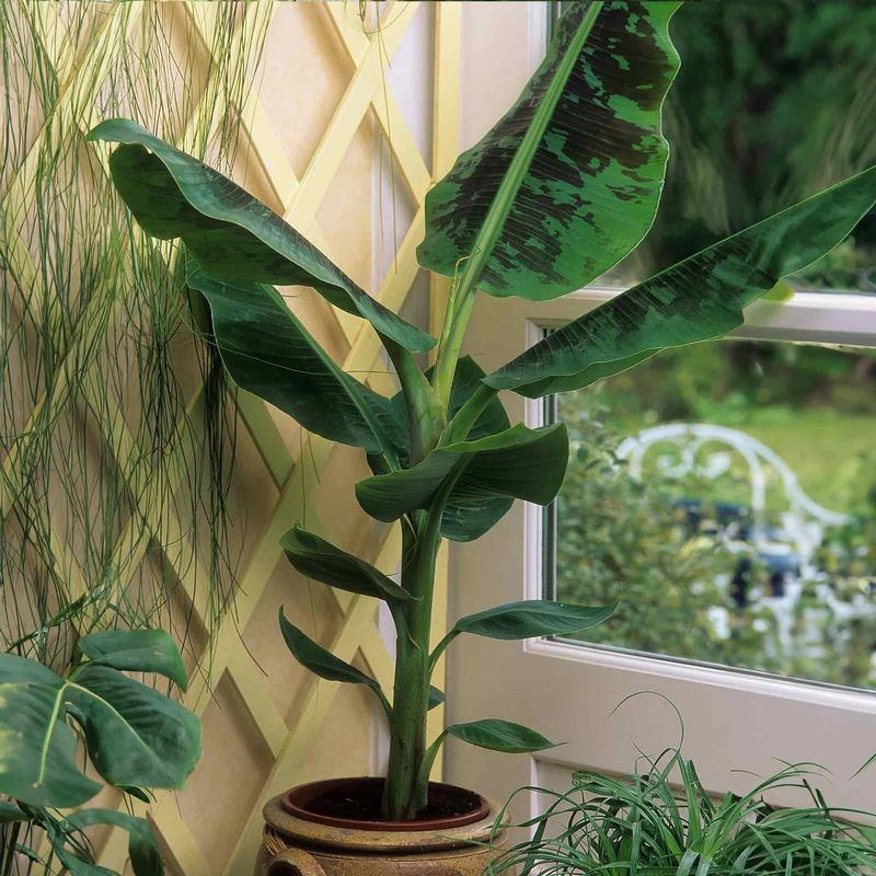 Give Arizona’s New Propagule Warmth, Moisture, and Shade