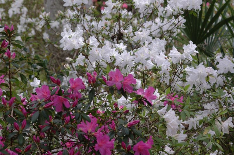 Give Azaleas The Light They Need For Better Blooming