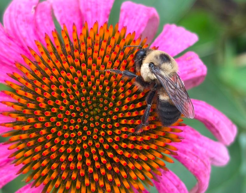 Give Bees Other Food Sources Give Bees Other Food Sources