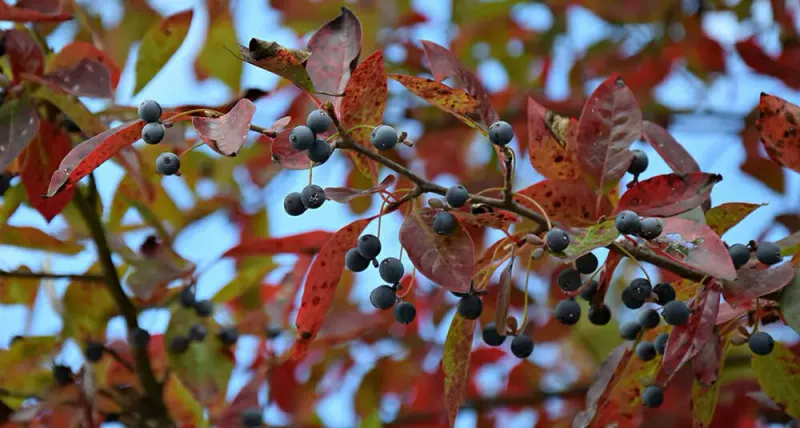 Give Birds A Fall Fruit Source With Black Gum