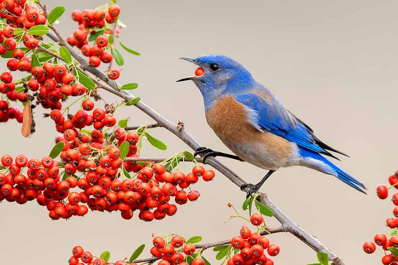 Give Birds Better Native Berry Options Give Birds Better Native Berry Options