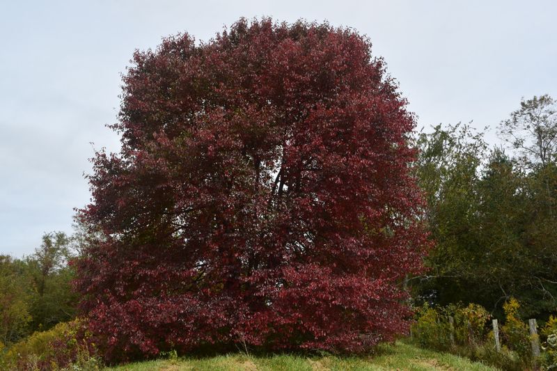 Give Black Gum Moisture Without Keeping Its Roots Soggy