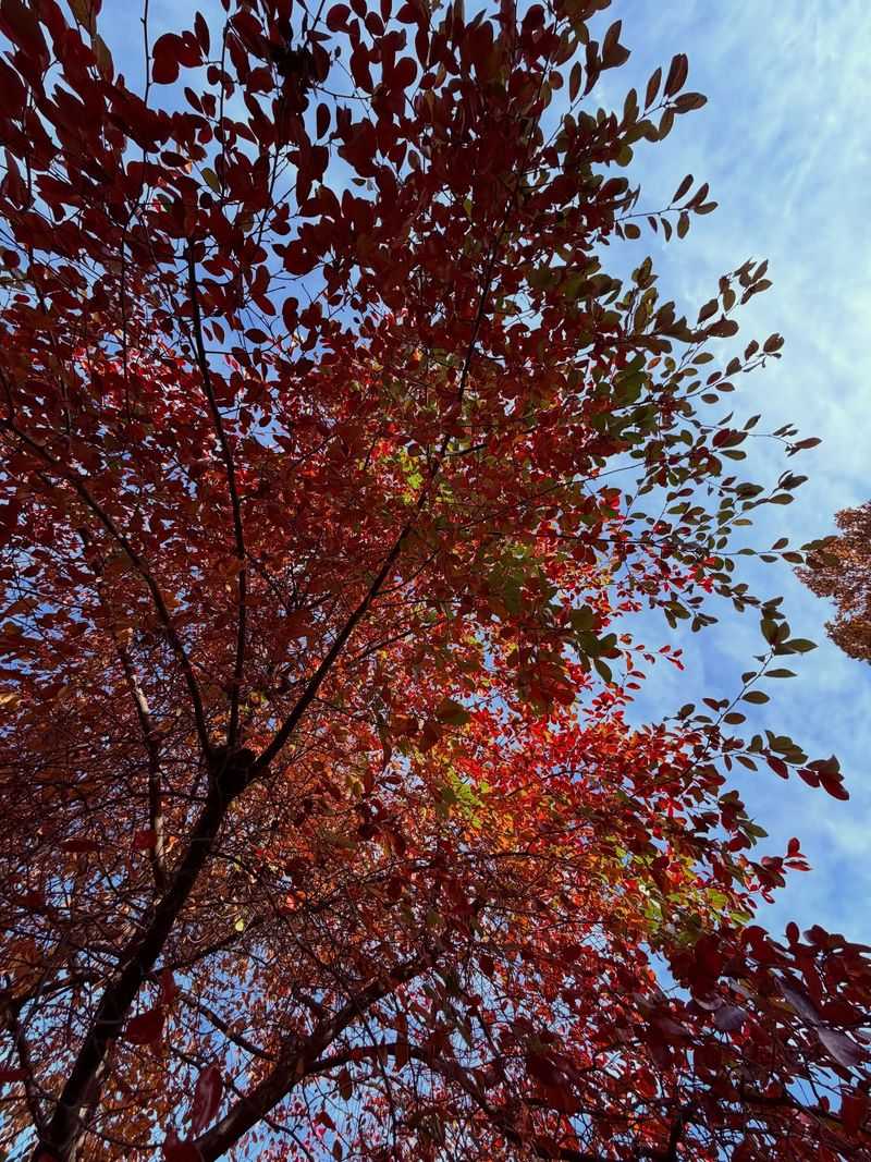 Give Black Gum Sun For Its Strongest Autumn Color