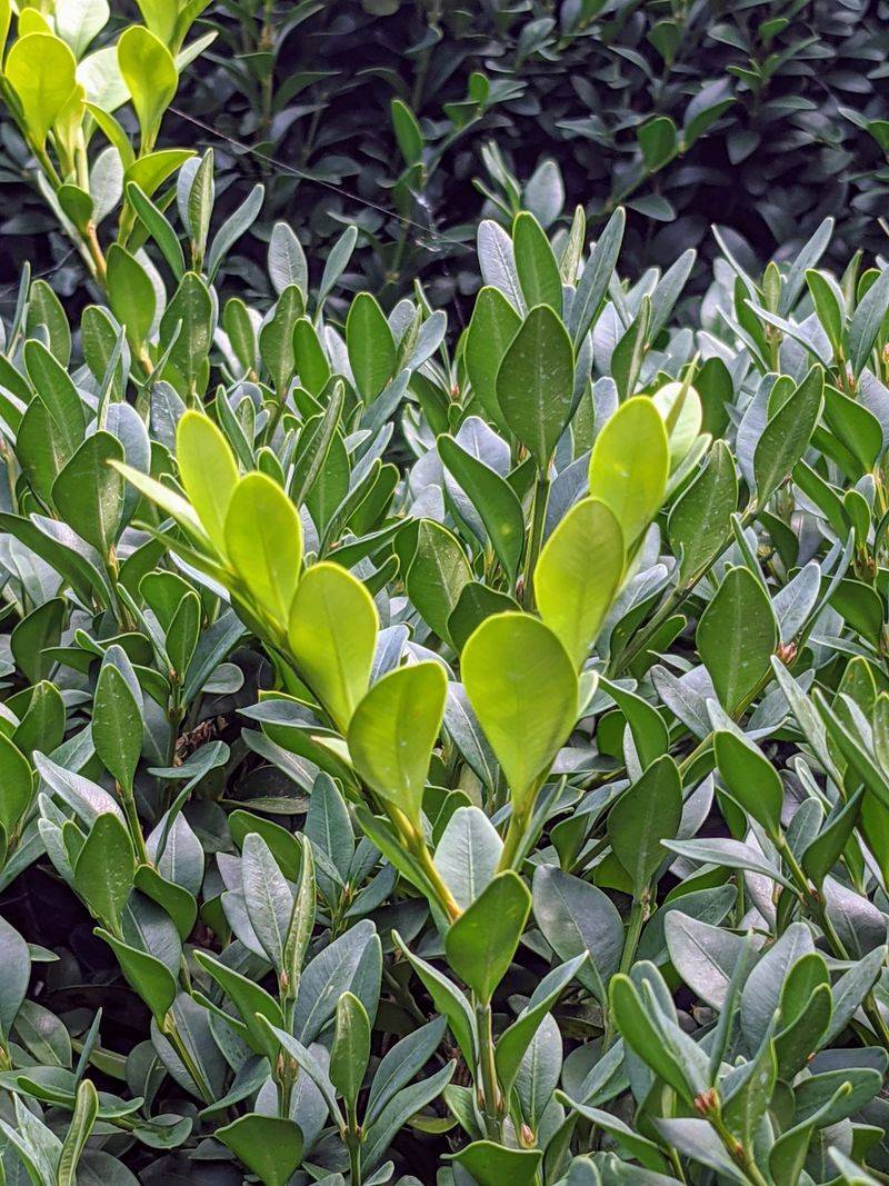 Give Boxwoods A Light September Trim