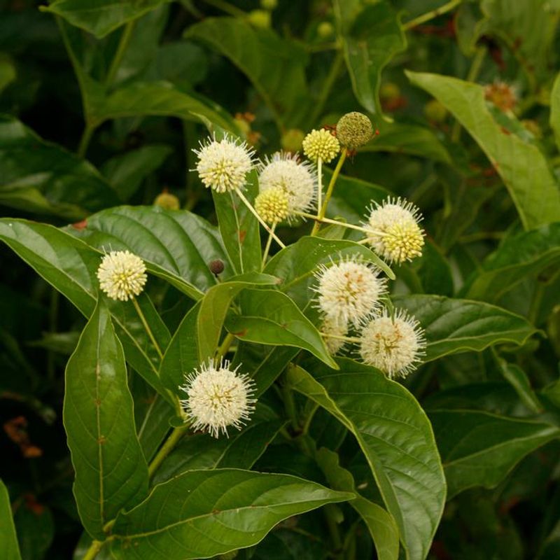 Give Buttonbush The Moisture It Prefers