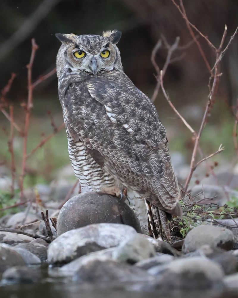 Give Calling Owls Plenty Of Space
