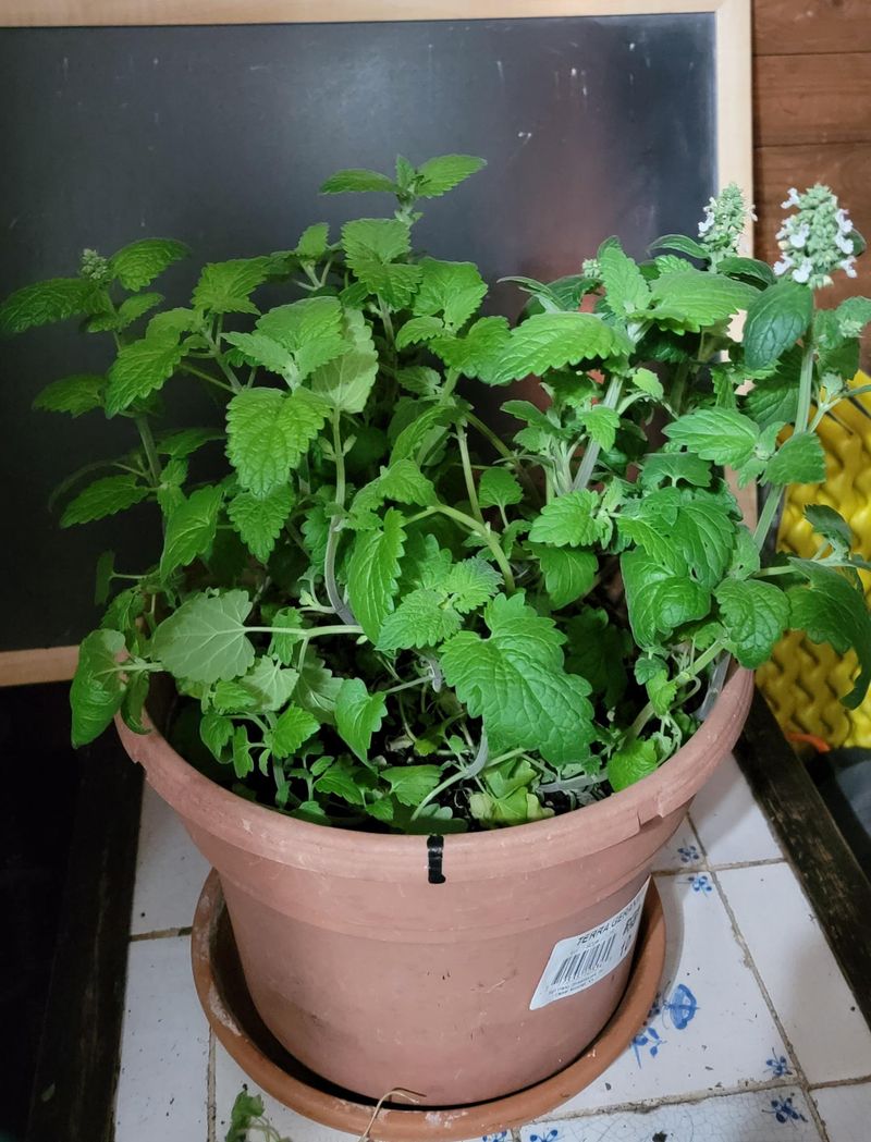 Give Catnip Plenty Of Sun And Drainage