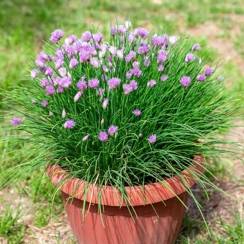 Give Chives The Right Container Conditions