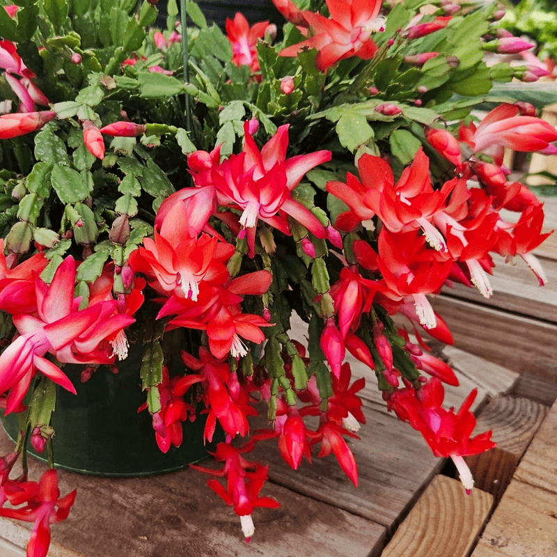 Give Christmas Cactus About 12 Hours Of Darkness Give Christmas Cactus About 12 Hours Of Darkness