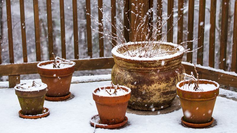 Give Container Plants Extra Protection Before Winter Give Container Plants Extra Protection Before Winter