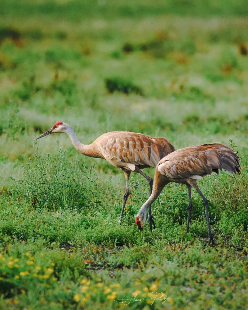 Give Cranes Quiet Space Give Cranes Quiet Space