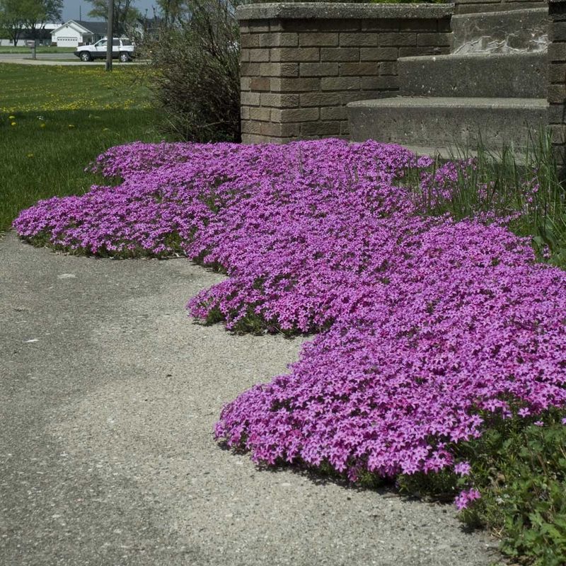 Give Creeping Phlox Plenty Of Sun Give Creeping Phlox Plenty Of Sun