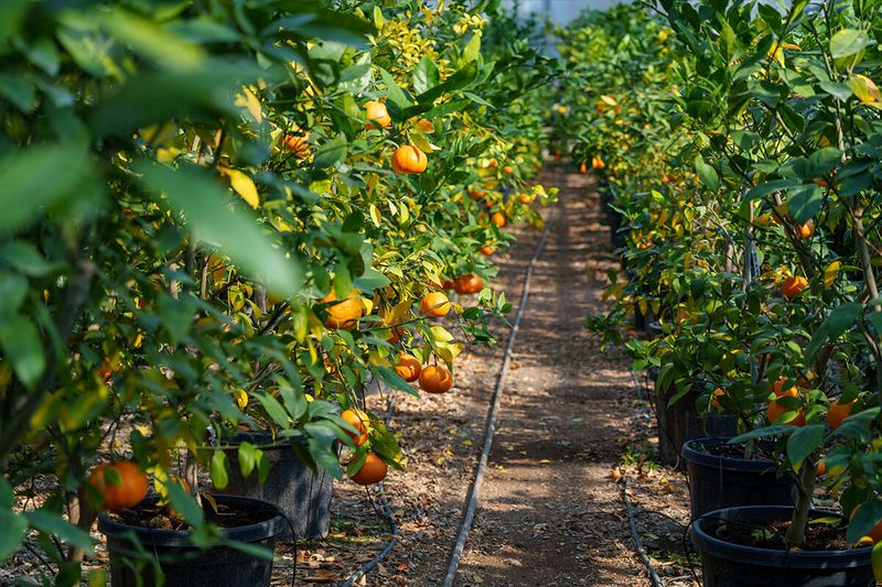Give Developing Fruit Steady Moisture Without Waterlogging Roots