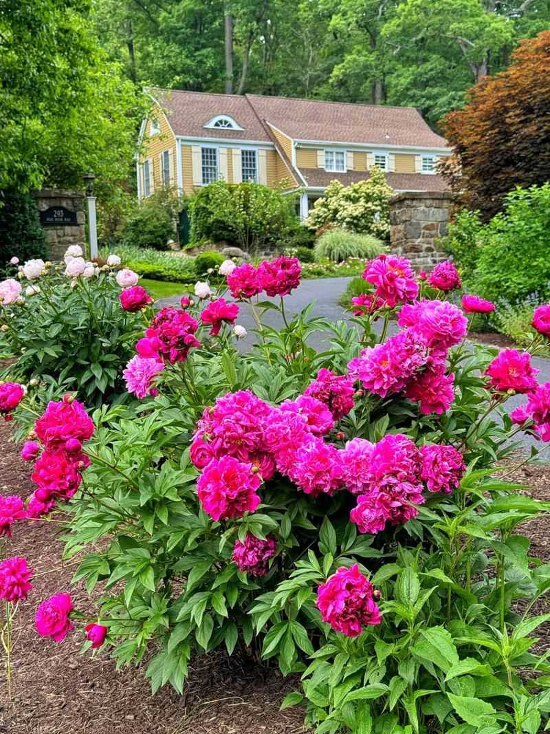 Give Each Peony Enough Room To Grow For Years