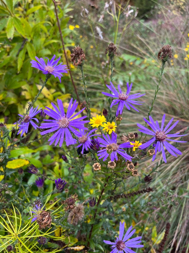 Give Each Plant Plenty Of Room To Spread