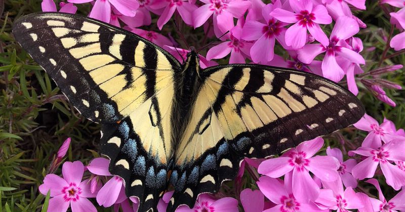 Give Early Pollinators A Food Source Give Early Pollinators A Food Source