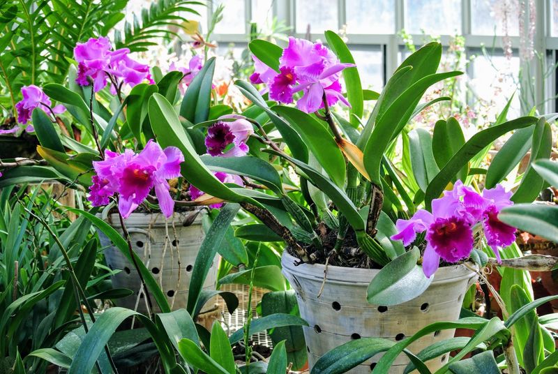 Give Fall-Blooming Orchids Room To Finish Strong
