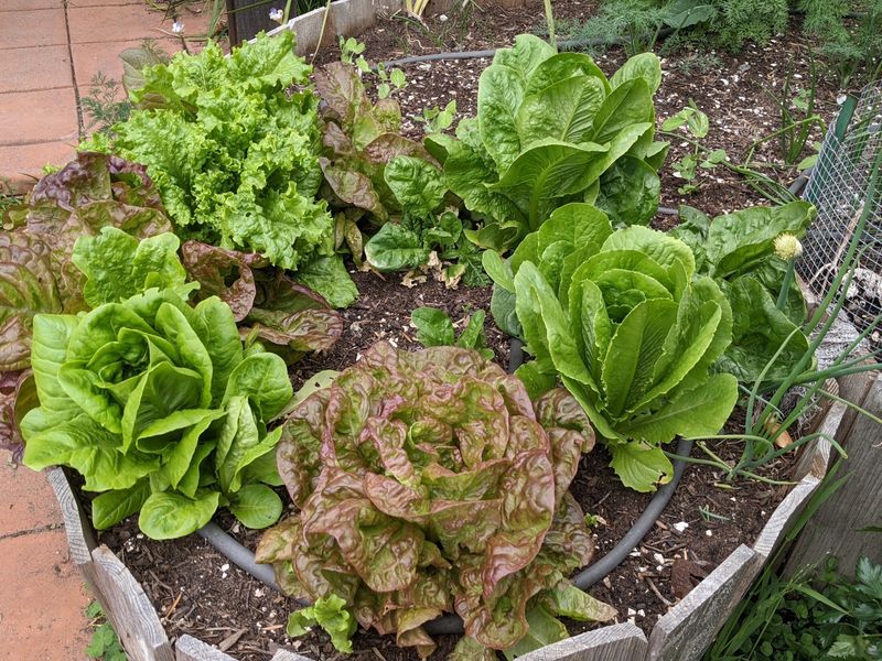 Give Fall Greens Afternoon Shade