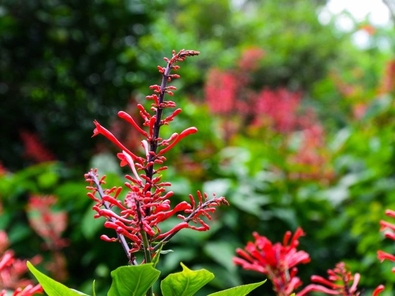 Give Firespike Bright Shade For The Best Balance Of Growth And Flowers