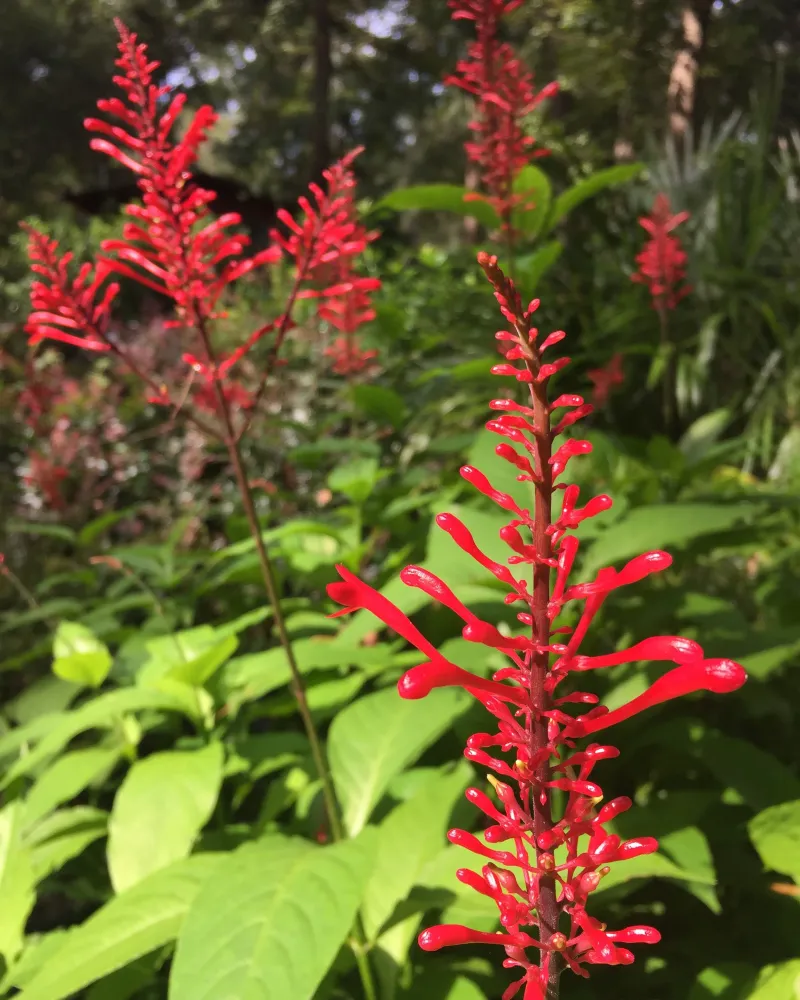 Give Firespike More Sun And Let Fall Take Over Give Firespike More Sun And Let Fall Take Over