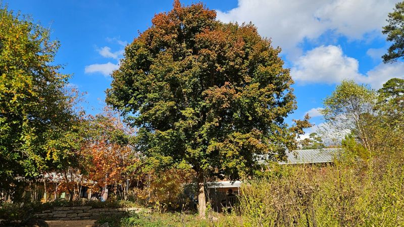 Give Florida Maple The Right Spot Before It Becomes A Standout