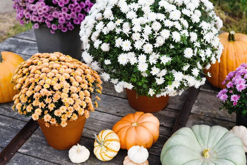 Give Flowers Full Sun For Bigger Displays Give Flowers Full Sun For Bigger Displays