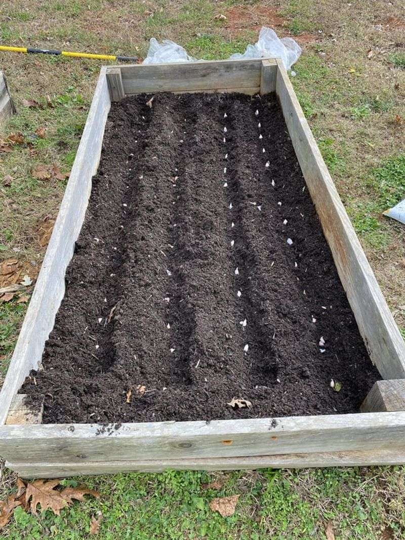 Give Garlic Enough Room To Form Big Bulbs