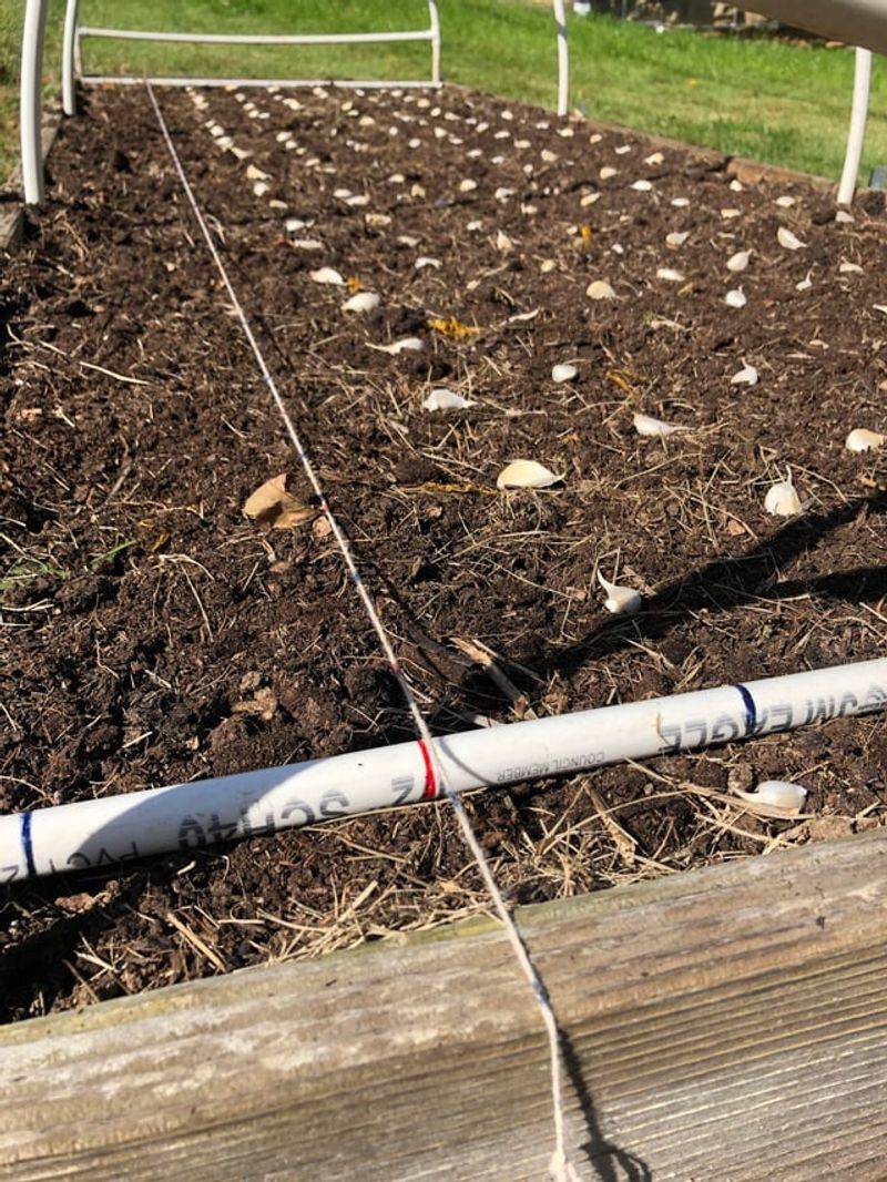 Give Garlic Enough Room To Form Bulbs Give Garlic Enough Room To Form Bulbs