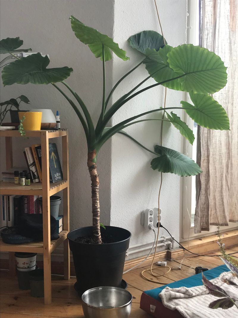 Give Growing Plants Plenty Of Bright Light