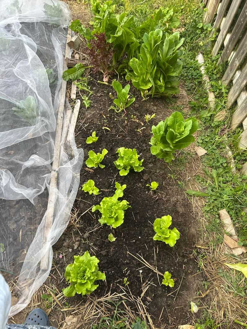 Give Hardy Lettuce A Late Fall Start