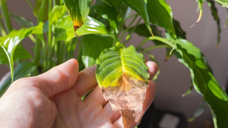 Give Heat Stressed Containers Some Afternoon Protection