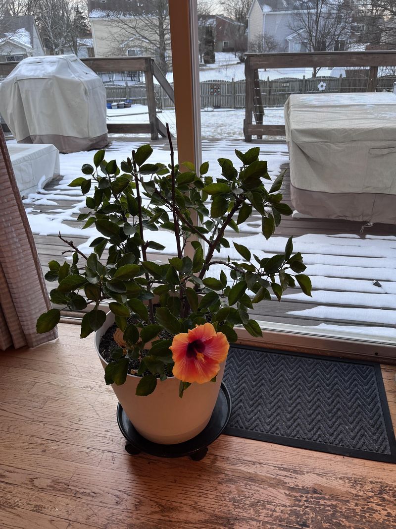 Give Hibiscus The Brightest Indoor Spot Available
