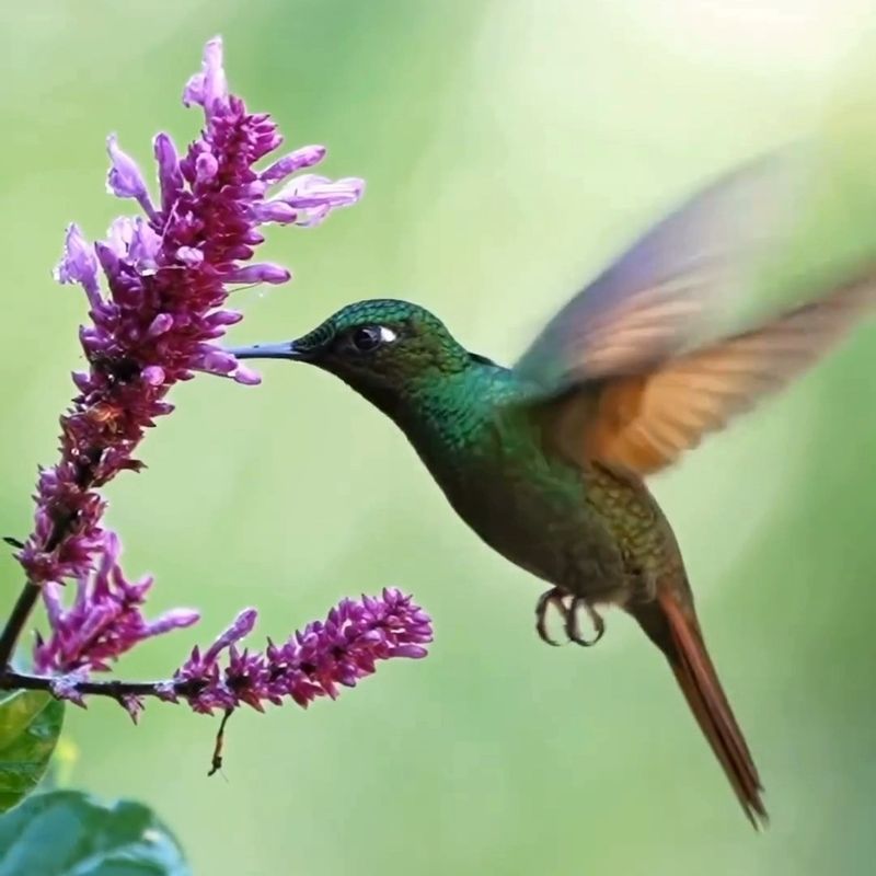 Give Hummingbirds Safe Escape Routes